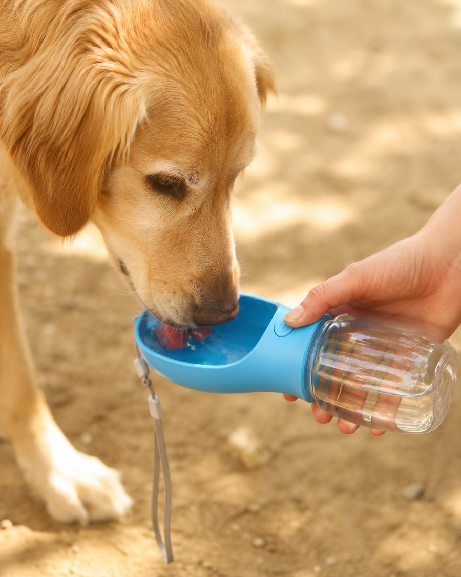 Dog Drinking Moment
